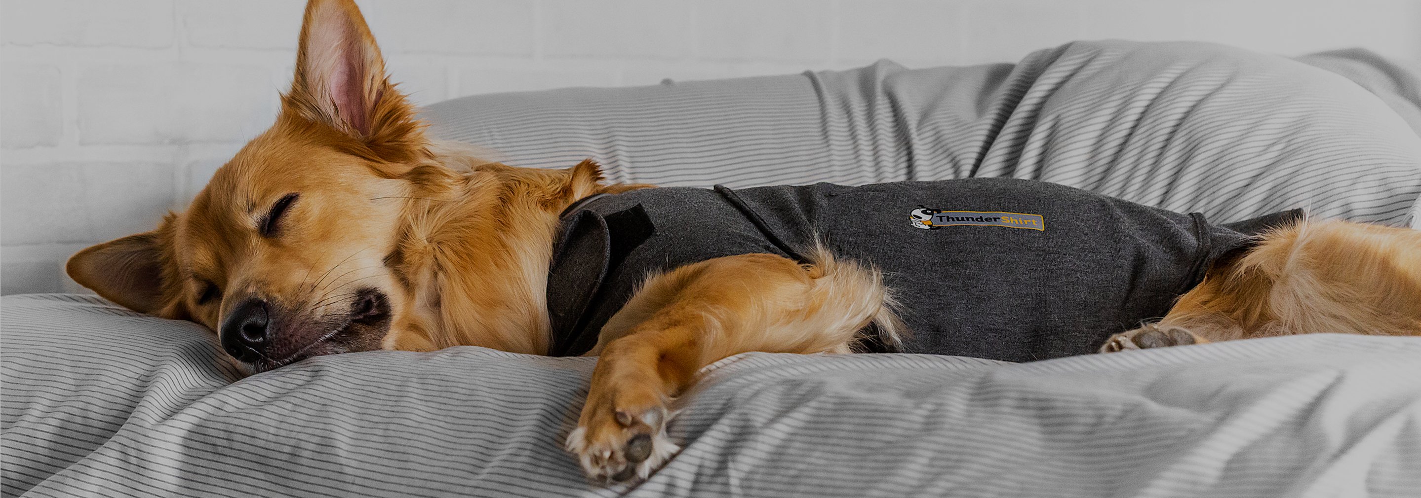 Do ThunderShirts Work? We Ask the Experts and Put Them to the Test